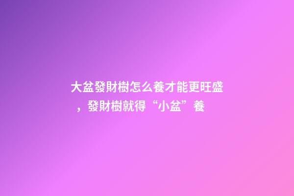 大盆發財樹怎么養才能更旺盛，發財樹就得“小盆”養-第1張-觀點-玄機派